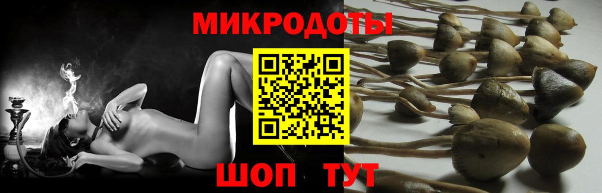 Галлюциногенные грибы Psilocybine cubensis Старая Купавна